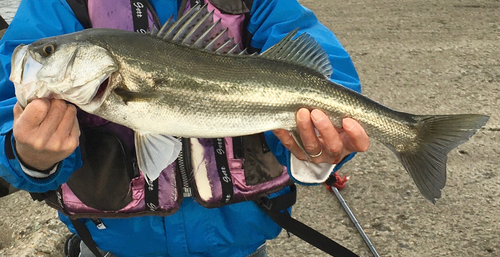 スズキの釣果