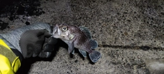 マゾイの釣果