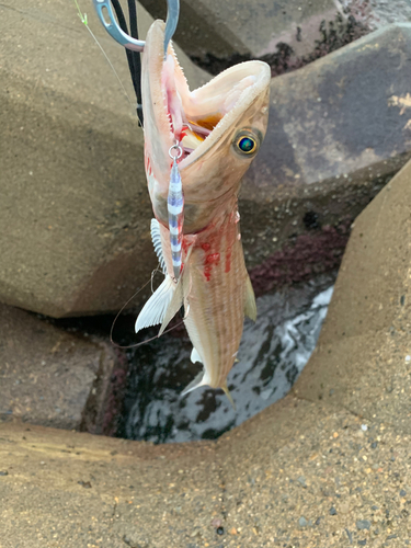 エソの釣果