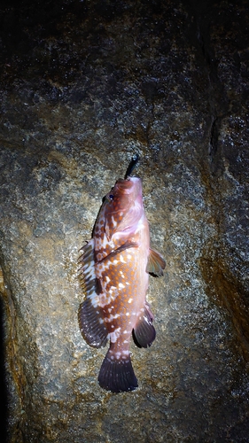 キジハタの釣果