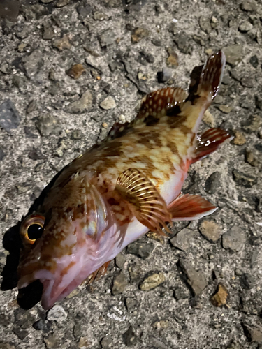 カサゴの釣果