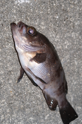 メバルの釣果