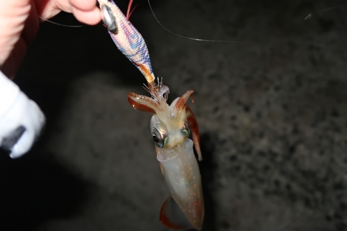 ケンサキイカの釣果