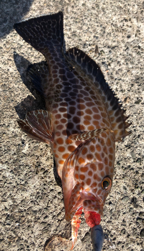 オオモンハタの釣果