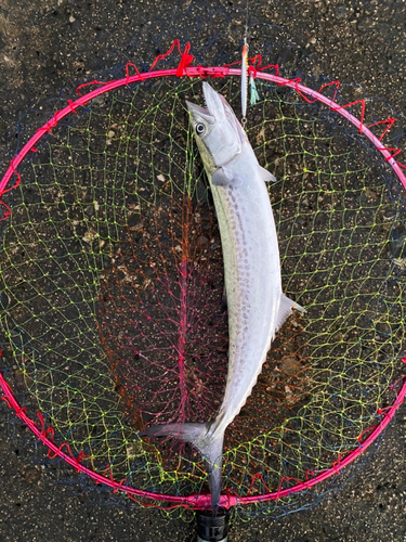 サゴシの釣果