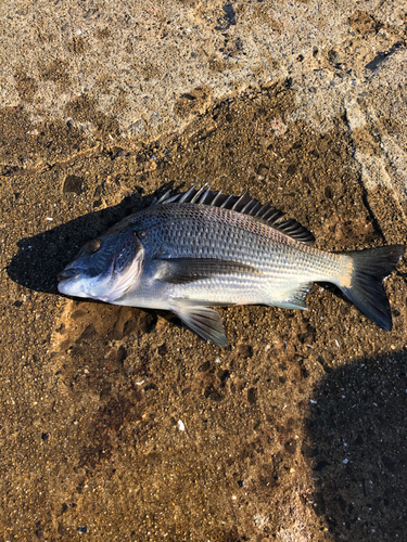 チヌの釣果