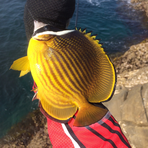 チョウチョウウオの釣果