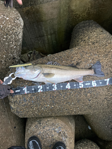 シーバスの釣果