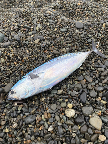 ソウダガツオの釣果