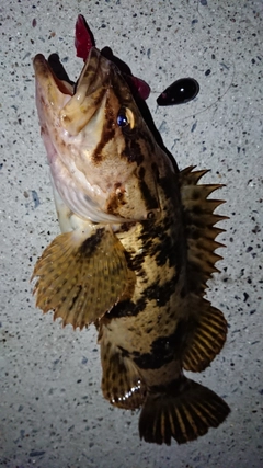 ベッコウゾイの釣果