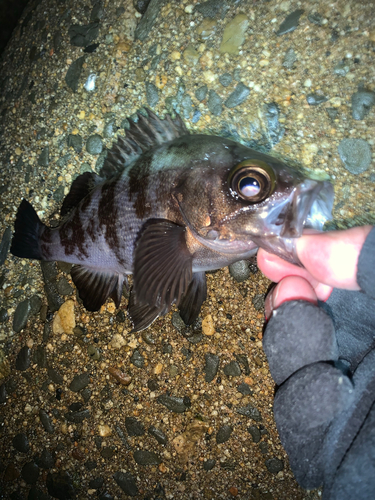 メバルの釣果