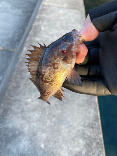 メバルの釣果