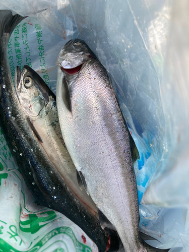 ビワマスの釣果