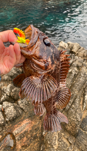 ムラソイの釣果