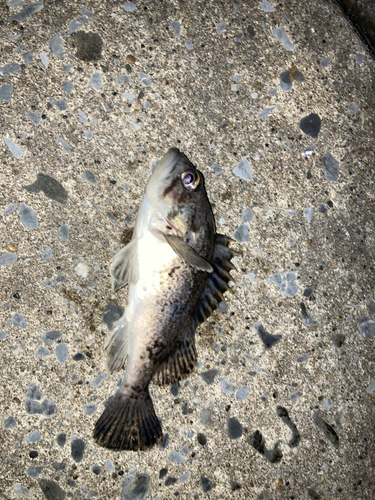 クロソイの釣果