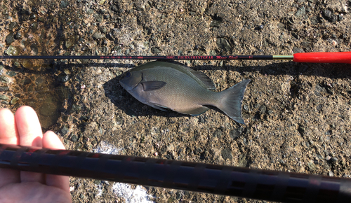 メジナの釣果