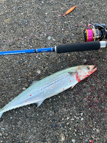 サゴシの釣果