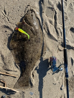 ヒラメの釣果