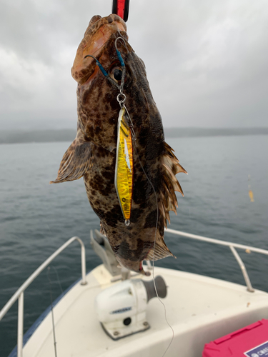 タケノコメバルの釣果