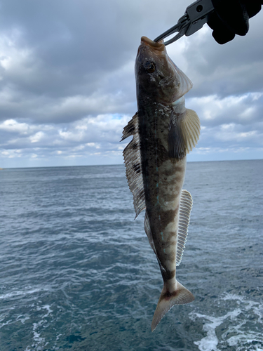 ホッケの釣果