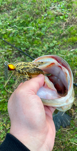 ブラックバスの釣果