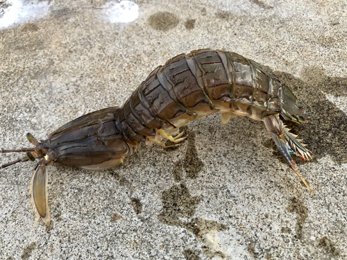 シャコの釣果