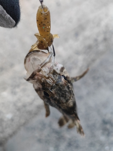 タケノコメバルの釣果