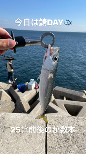 サバの釣果