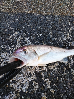 シログチの釣果