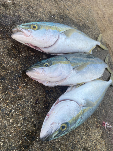 イナダの釣果