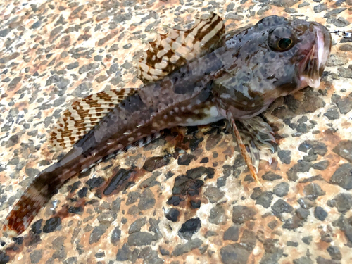 カジカの釣果