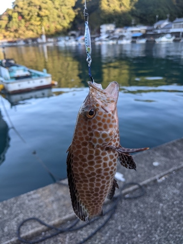 オオモンハタの釣果