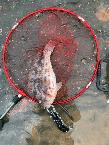 ブダイの釣果