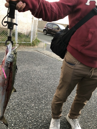 サゴシの釣果