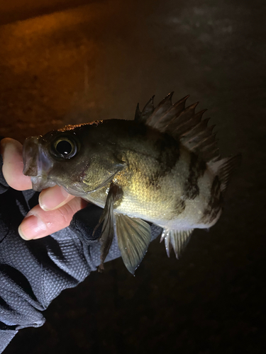 メバルの釣果