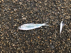 サッパの釣果