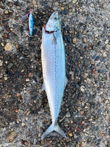 サゴシの釣果