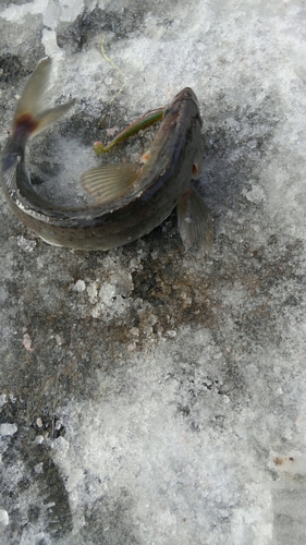 ホッケの釣果