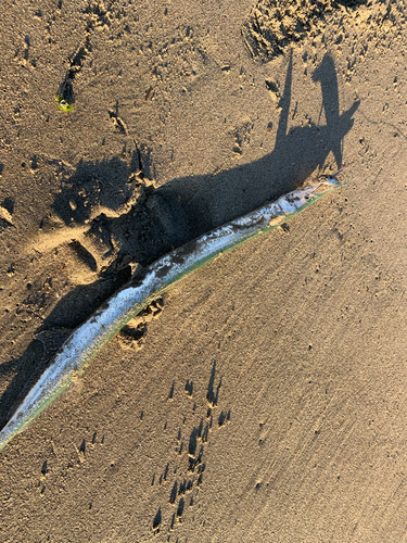 ダツの釣果