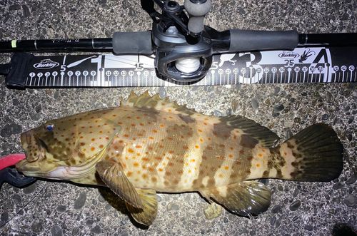 チャイロマルハタの釣果