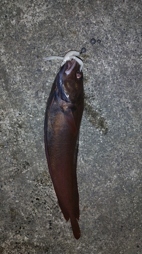 エゾイソアイナメの釣果