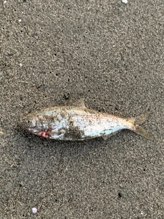 コノシロの釣果