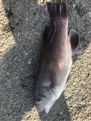 コブダイの釣果