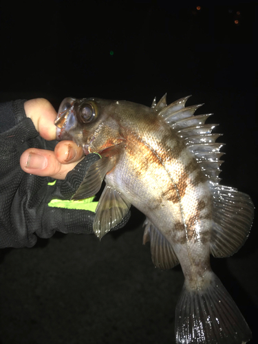 メバルの釣果