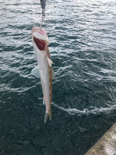 エソの釣果