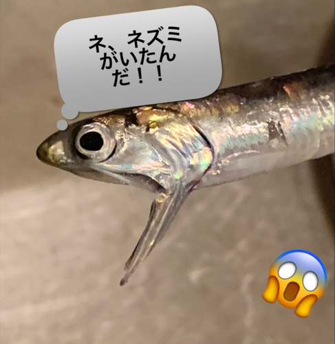 カタクチイワシの釣果