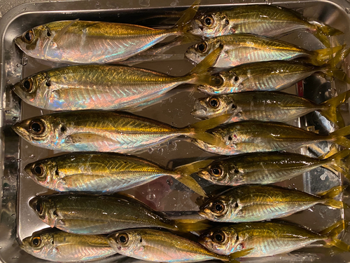 アジの釣果