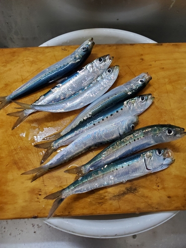 アジの釣果