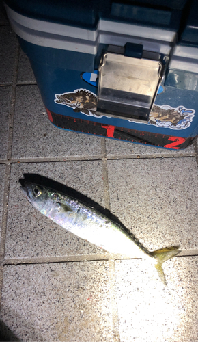 サバの釣果