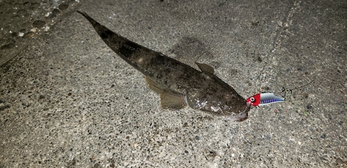 マゴチの釣果